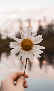 Preview wallpaper chamomile, flower, white, hand