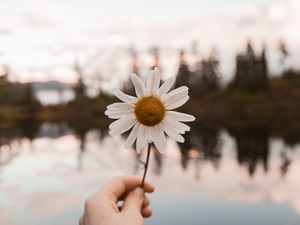 Preview wallpaper chamomile, flower, white, hand