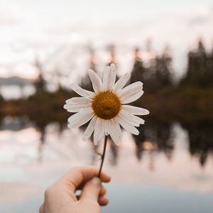 Preview wallpaper chamomile, flower, white, hand