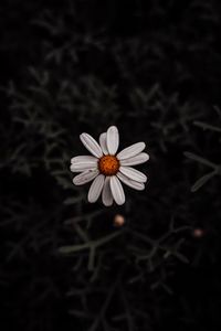 Preview wallpaper chamomile, flower, white, plant, macro