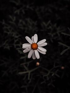 Preview wallpaper chamomile, flower, white, plant, macro