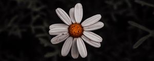 Preview wallpaper chamomile, flower, white, plant, macro