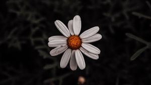 Preview wallpaper chamomile, flower, white, plant, macro