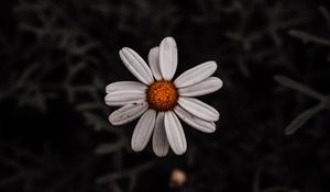 Preview wallpaper chamomile, flower, white, plant, macro