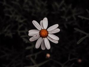 Preview wallpaper chamomile, flower, white, plant, macro