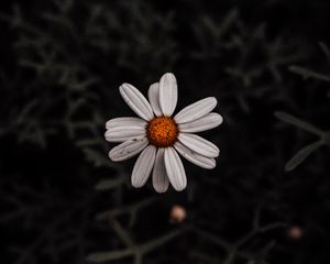 Preview wallpaper chamomile, flower, white, plant, macro
