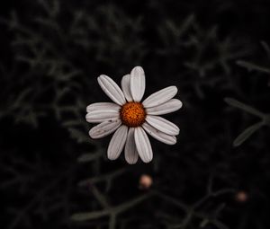 Preview wallpaper chamomile, flower, white, plant, macro