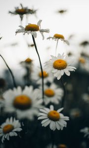 Preview wallpaper chamomile, flower, wildflowers, plant