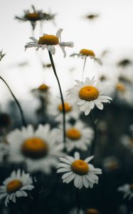 Preview wallpaper chamomile, flower, wildflowers, plant