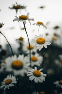 Preview wallpaper chamomile, flower, wildflowers, plant