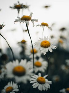 Preview wallpaper chamomile, flower, wildflowers, plant