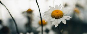 Preview wallpaper chamomile, flower, wildflowers, plant