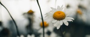 Preview wallpaper chamomile, flower, wildflowers, plant