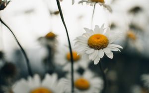 Preview wallpaper chamomile, flower, wildflowers, plant