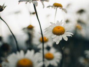 Preview wallpaper chamomile, flower, wildflowers, plant