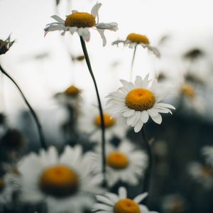 Preview wallpaper chamomile, flower, wildflowers, plant