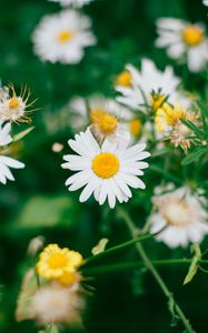 Preview wallpaper chamomile, flowers, bloom, field, blur