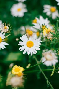 Preview wallpaper chamomile, flowers, bloom, field, blur