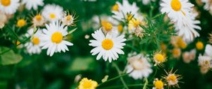 Preview wallpaper chamomile, flowers, bloom, field, blur
