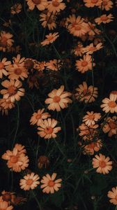 Preview wallpaper chamomile, flowers, bloom, plant