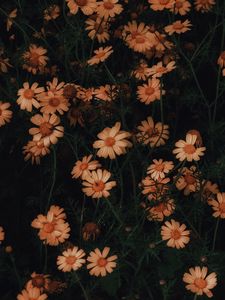 Preview wallpaper chamomile, flowers, bloom, plant