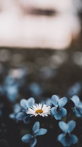 Preview wallpaper chamomile, flowers, blur, blossom