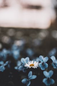 Preview wallpaper chamomile, flowers, blur, blossom