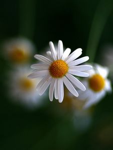 Preview wallpaper chamomile, flowers, blurring