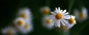 Preview wallpaper chamomile, flowers, blurring