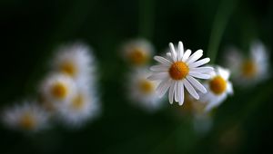 Preview wallpaper chamomile, flowers, blurring