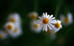 Preview wallpaper chamomile, flowers, blurring