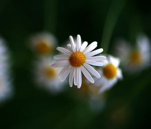 Preview wallpaper chamomile, flowers, blurring