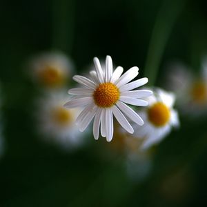 Preview wallpaper chamomile, flowers, blurring