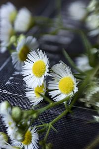 Preview wallpaper chamomile, flowers, book, macro, aesthetics