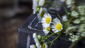 Preview wallpaper chamomile, flowers, book, macro, aesthetics