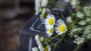 Preview wallpaper chamomile, flowers, book, macro, aesthetics