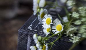 Preview wallpaper chamomile, flowers, book, macro, aesthetics
