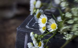 Preview wallpaper chamomile, flowers, book, macro, aesthetics