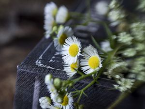 Preview wallpaper chamomile, flowers, book, macro, aesthetics