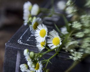 Preview wallpaper chamomile, flowers, book, macro, aesthetics