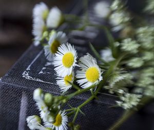 Preview wallpaper chamomile, flowers, book, macro, aesthetics