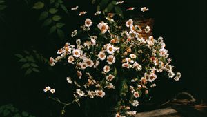 Preview wallpaper chamomile, flowers, bouquet
