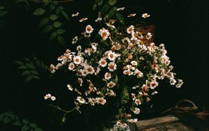 Preview wallpaper chamomile, flowers, bouquet