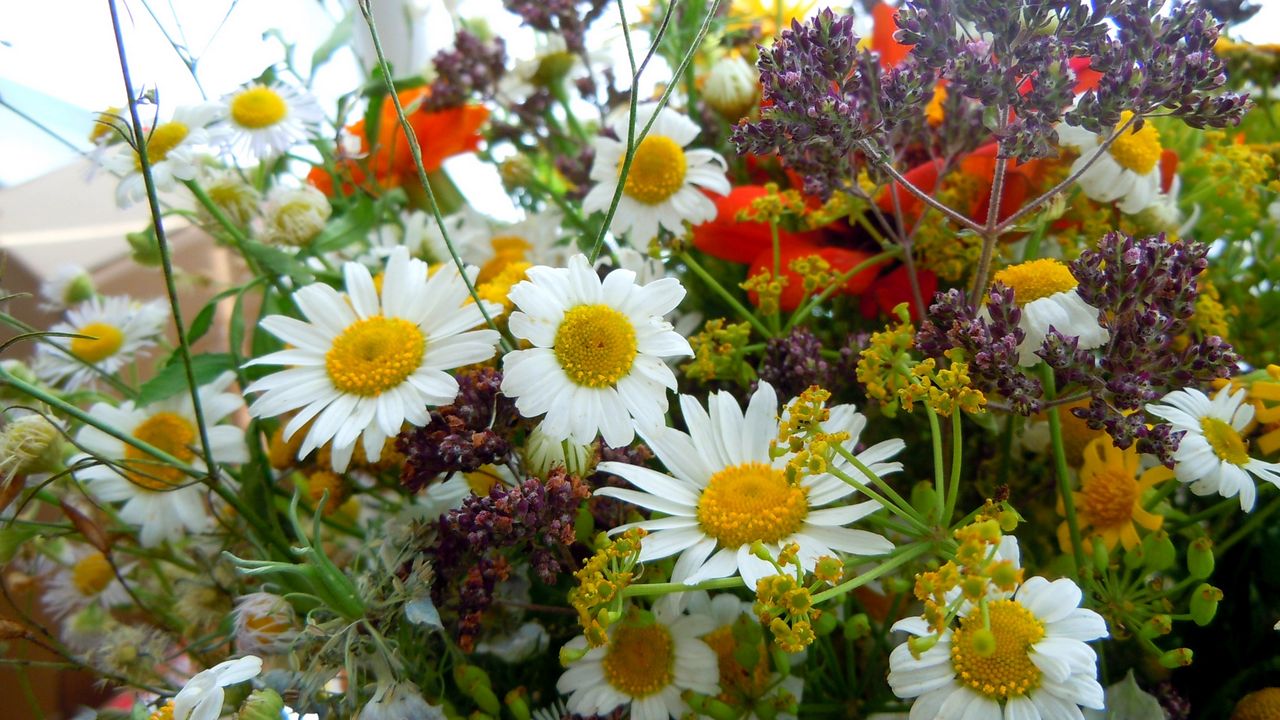 Wallpaper chamomile, flowers, bouquets, different, charming