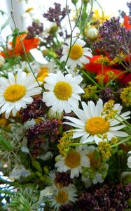 Preview wallpaper chamomile, flowers, bouquets, different, charming