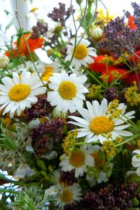 Preview wallpaper chamomile, flowers, bouquets, different, charming