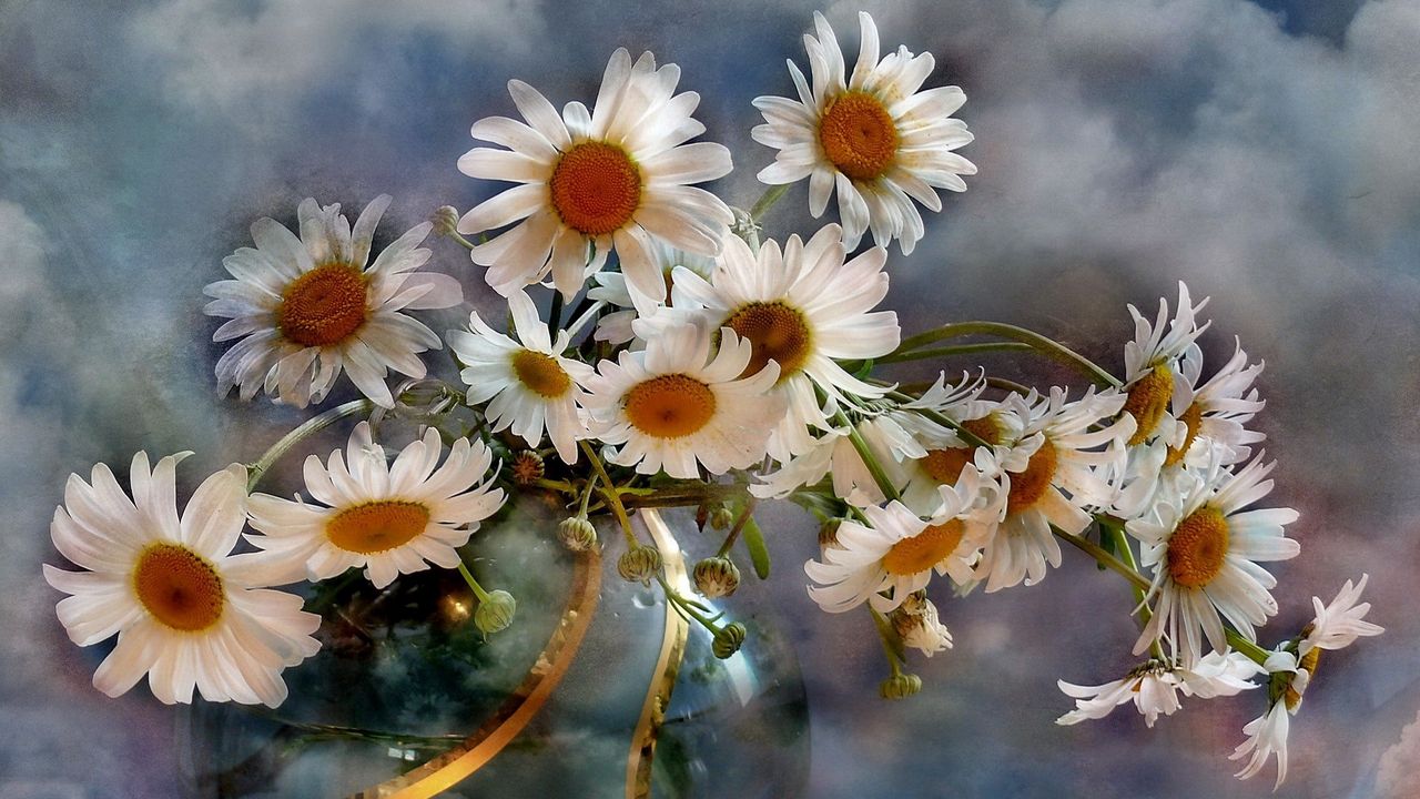 Wallpaper chamomile, flowers, bouquets, vase, sky, clouds, background