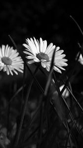 Preview wallpaper chamomile, flowers, bw, grass