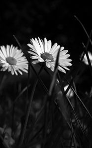 Preview wallpaper chamomile, flowers, bw, grass