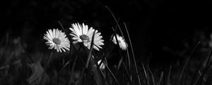 Preview wallpaper chamomile, flowers, bw, grass